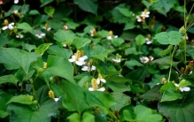 鱼腥草可以治疗脱发吗?鱼腥草功效与作用有哪些