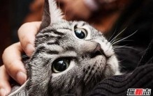 猫的智力相当于人几岁?科学论证猫的智商