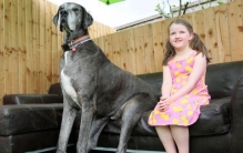 英国最大的狗「英国8岁巨型狗狗去世生前为吉尼斯纪录最高狗狗身高2米多」