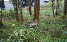 砍伐国家林木丢弃林木种沉香,20多年沉香树价值