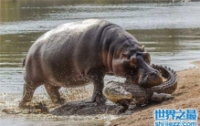 动物世界中的河马吃鳄鱼，带你了解事件的真相。