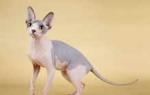 世界十大最丑的猫 第一价格昂贵丑到窒息