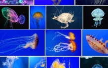被认为最致命的水母：可致人体器官全部衰竭(两分钟内)