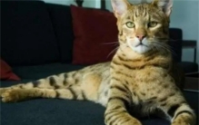 全球五大最贵的猫 最贵的要12.5万美元一只