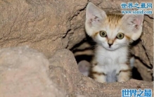 可爱的巴基斯坦沙猫，因被人们喜爱而濒临灭绝