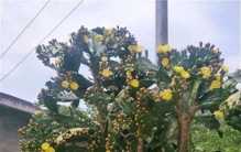 一颗仙人掌，长到7米高，挂满“仙人果”，年年吃不完