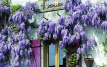 世界十大最稀有罕见的花 第四臭气熏天第九宛若舞女起舞