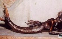 美人鱼真身吓人图片揭秘 美人鱼长相惊悚十分可怕