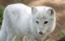 东北五仙的民间传说,东北怪谈之东北五仙