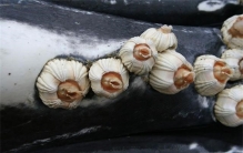 藤壶是寄生虫还是稀有美食  自带强力胶甩不掉搓不掉  鲸备受折磨