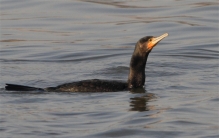 最会捕鱼的鸟类 中国古人早就发现（鸬鹚捕鱼）