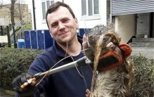 英国超级老鼠入侵，最长1.2米，一样是鼠为何中国的只有巴掌大？