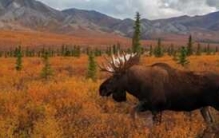 美国缅因州穷吗?美国缅因十大风土人情