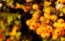 中国公认最好吃的七种野果：茶泡上榜，沙棘果夺冠