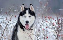 世界上最萌的最可爱的狗排名前五名 哈士奇超爱拆家