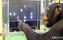 智商堪比人类的动物,什么动物比人聪明