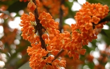 丹桂飘香是什么季节?丹桂花在9-10月盛开(秋季)