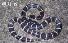 被银环蛇咬了死亡几率有多大?3-5小时后即会导致死亡