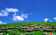 河北500只羊一夜暴毙？真相令人愤怒(遭投毒,损失80万)