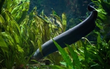 市面上的鳗鱼是真的吗,国产鳗鱼出口日本