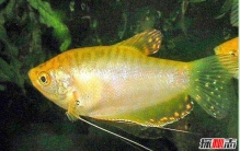 家里养鱼有什么讲究？怎样养鱼才能发挥风水最大作用