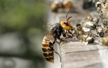 世界上最大的蜂类，日本大黄蜂体长可达4cm以上