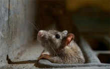 花170万欧元治理，仍有600万只老鼠，巴黎决定另辟蹊径：和鼠共存