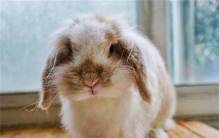 世界上体型最小的兔子，荷兰矮兔体长13cm左右