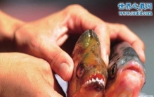 食人鱼能吃吗，肉质鲜美可以食用(内附烹饪教程)