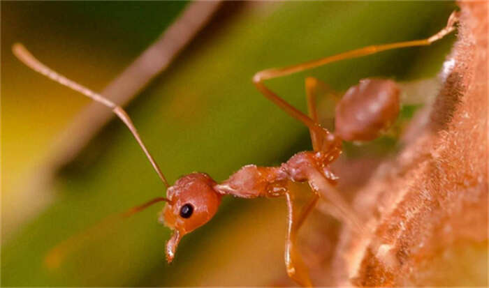 世界上最可怕的蚂蚁，红火蚁咬人有致死可能 