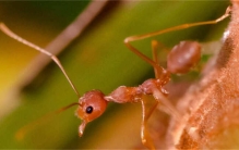 世界上最可怕的蚂蚁，红火蚁咬人有致死可能