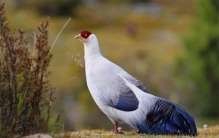 猞猁遇到雪豹「香格里拉发现雪雉被豹猫咬男子住进山里彻夜守护防着豹猫再来」
