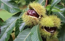 短短50年，40亿棵板栗树被功能灭绝！美国板栗到底经历了什么？