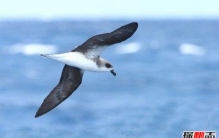 十大复活成功的灭绝动物, 新喀里多尼亚睫角壁虎再次出现