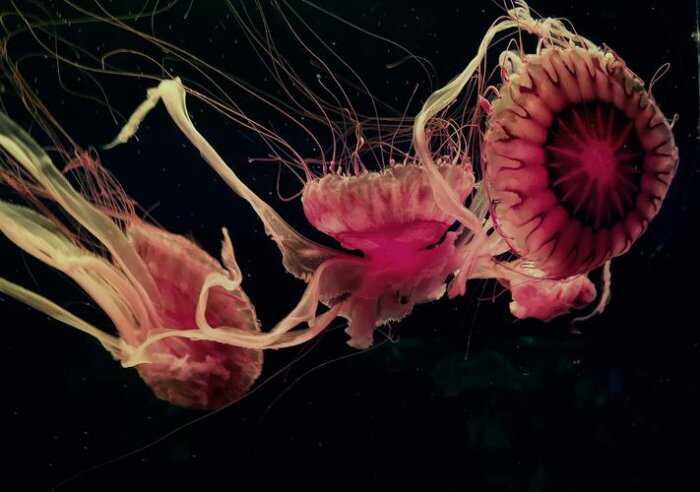 盘点世界十大最美水母，你见过哪几种？ 