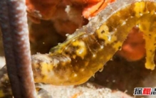 海马泡酒为什么要一对?海马的十大特点和生活习性