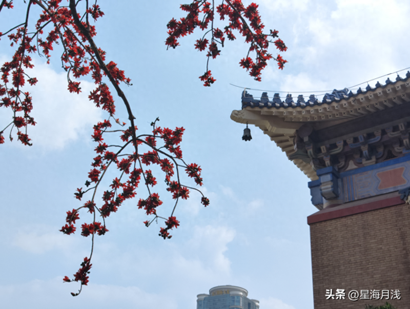 【植物篇︱木棉：树干长刺，花开如火，人称英雄树 】图1