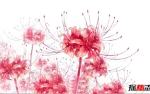 世界上最孤独的花 彼岸花千年开花千年叶落花叶不相见