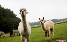 网络四大神兽(附图) 和你想象中的有区别吗