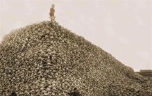 先杀6000万头差点灭绝，奉为国兽后继续杀，为何美国不放过野牛？