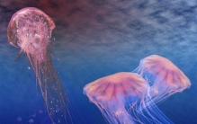 蓝鲸被认为是已知的地球上生存过的体积最大的动物,蓝鲸真是最大的生物吗