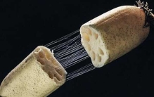 莲藕有丝是怎么回事?藕断丝连科学解释