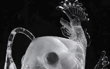 罕见！终于揭开了海底世界神秘的面纱！这些怪异生物让你瞠目结舌