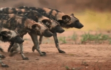 非洲野犬和狼关系,非洲野犬为什么怕狮子不怕鬣狗