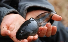 世界上蝌蚪最大的蛙类，不合理蛙(蝌蚪25厘米/成体7厘米)