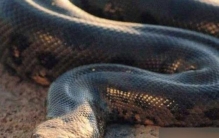 世界上最大的蛇四川发现据说有55米罕见巨蟒是真的吗「四川最大的蛇有多大」