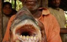 专咬男人蛋蛋的人齿鱼，牙齿酷似人类（男人被咬就废了）