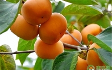 中国十大脆柿子排名，你尝过几个？