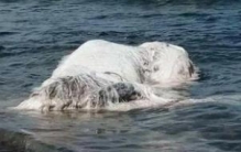 揭秘南非海怪真面目，白色长毛鱼其实是鲸鱼尸体