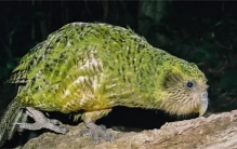 世界十大珍稀鸟类，你知道几种？